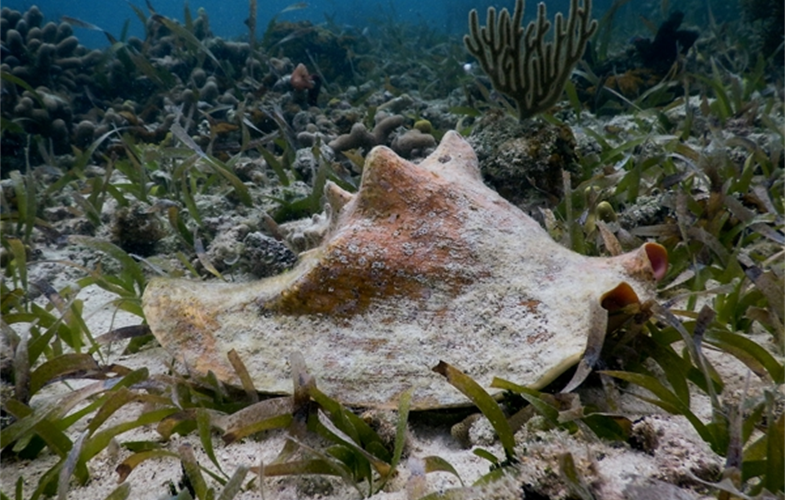 A queen conch in Glover's Reef, Belize. CREDIT: Alexander Tewfik/WCS.